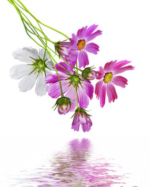 Beyaz arkaplanda izole edilmiş kozmos çiçekleri