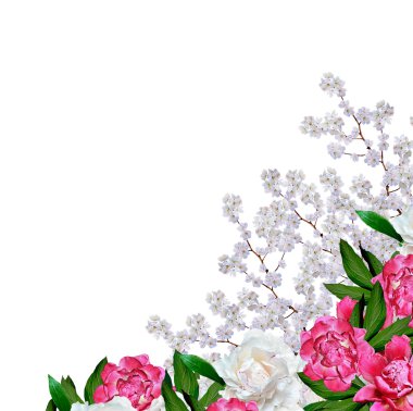 izole beyaz zemin üzerine beyaz elma çiçek şube