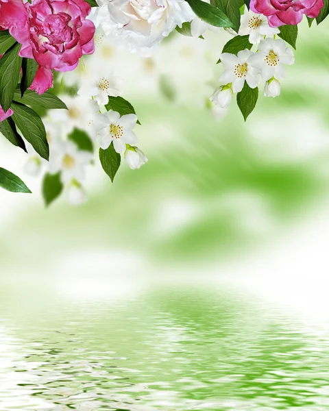 Paisaje de primavera con delicadas flores de jazmín — Foto de Stock
