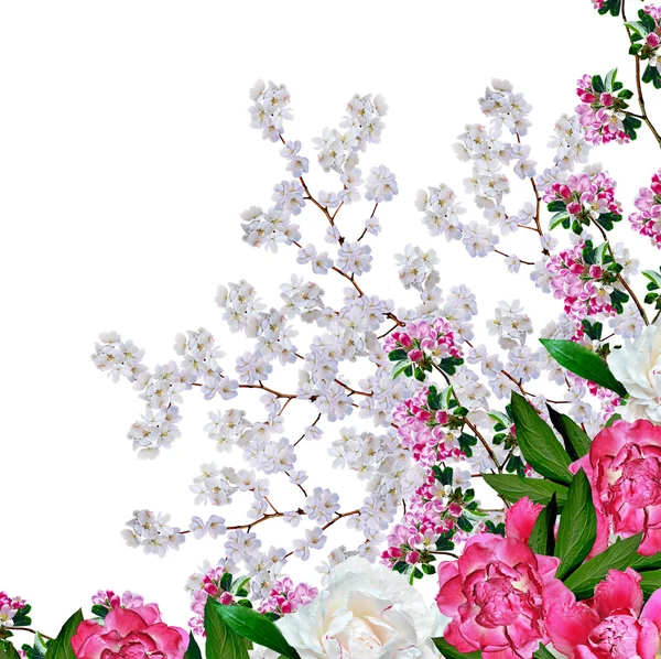 Bílé jablko květiny větev izolovaných na bílém pozadí — Stock fotografie