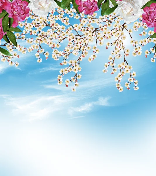 Blütenzweig der Aprikose — Stockfoto