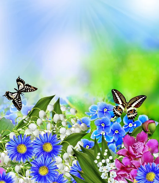 Summer landscape. flowers forget-me — Stock Photo, Image