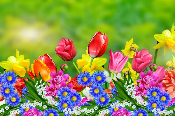 Lente bloemen narcissen en tulpen — Stockfoto