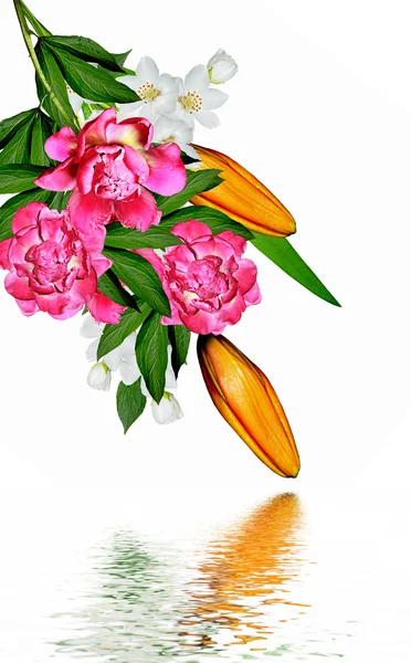 Lírio flores isoladas no fundo branco — Fotografia de Stock