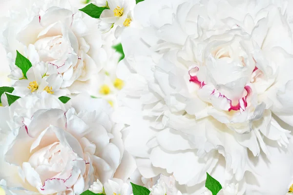 Spring flowers peonies and jasmine — Stock Photo, Image