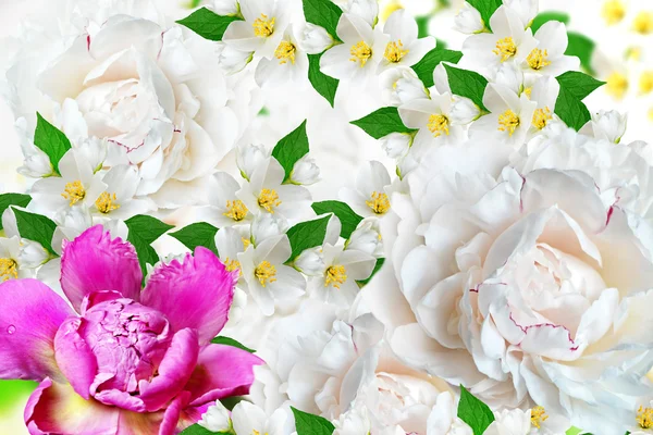 Spring flowers peonies and jasmine — Stock Photo, Image