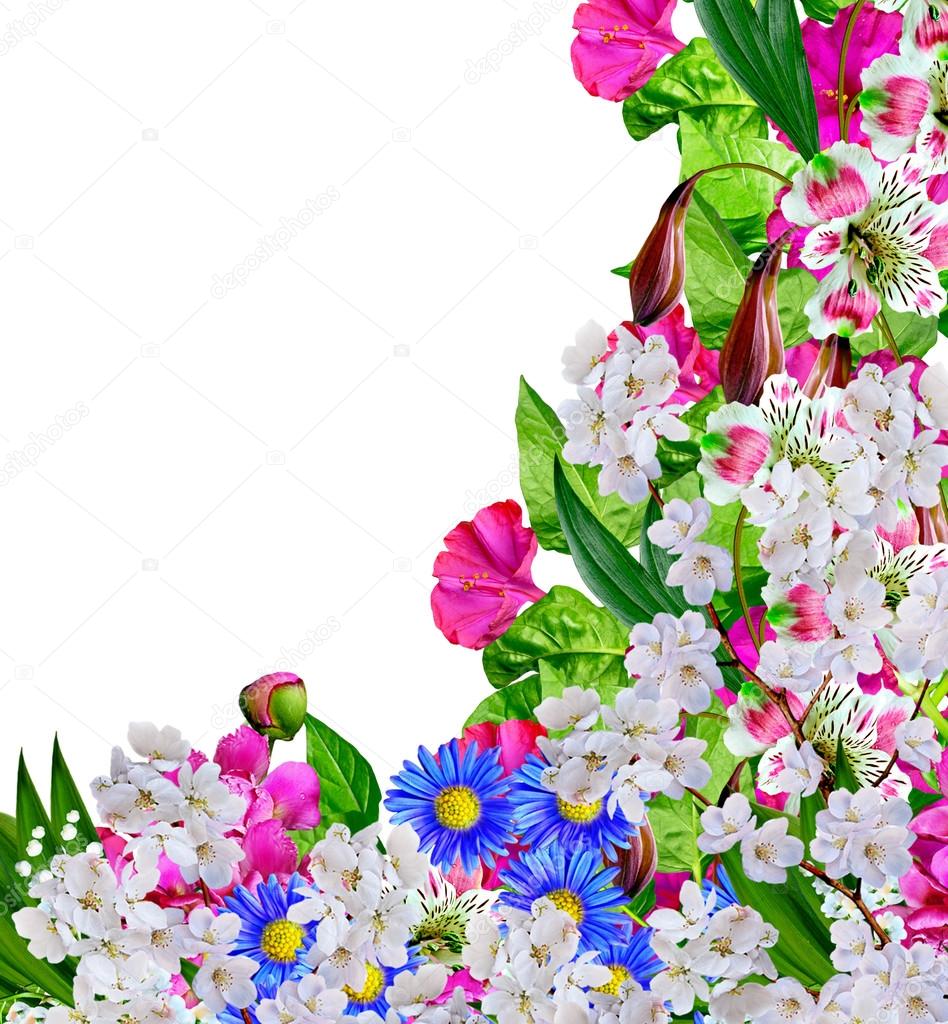 petunia flowers isolated on white background