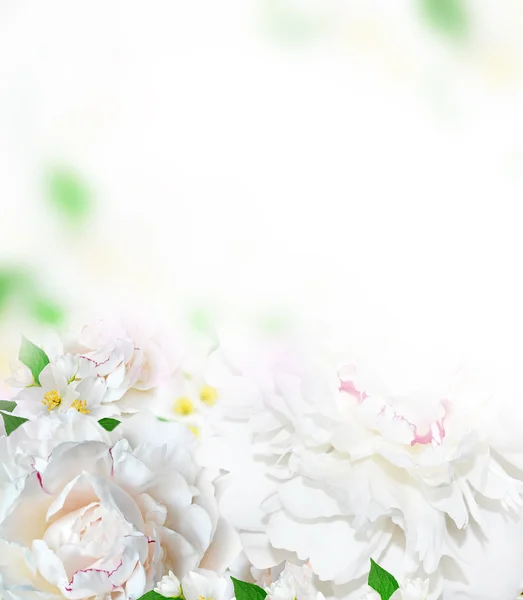 Vårblommor pioner och jasmin — Stockfoto