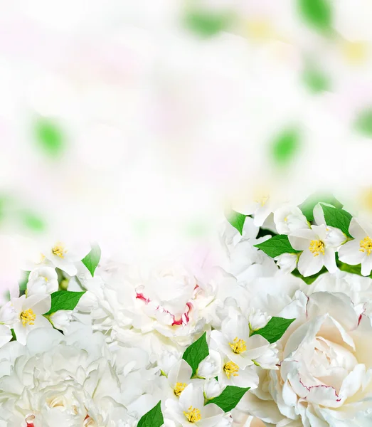 Frühlingsblumen Pfingstrosen und Jasmin — Stockfoto