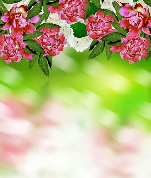 Flores de primavera peonías y jazmín — Foto de Stock