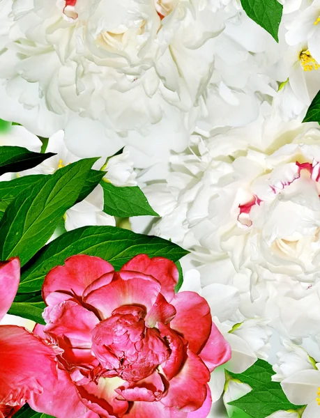 Весенние цветы пионы и жасмин — стоковое фото
