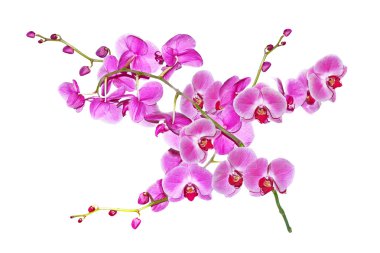 Beyaz arkaplanda izole edilmiş orkide çiçeği