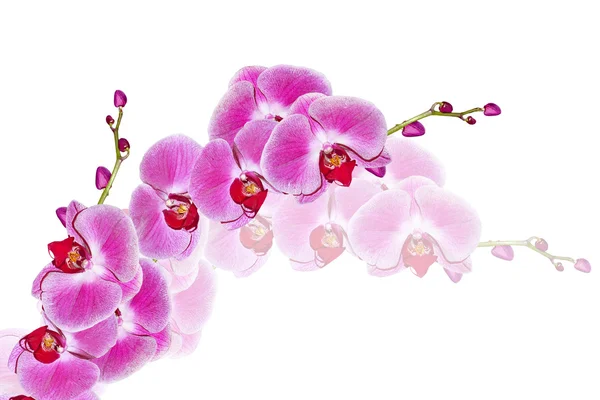 Orchidej květiny izolované na bílém pozadí — Stock fotografie