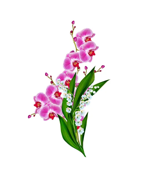 Orchid flower isolated on white background — Stock Photo, Image