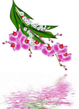 Beyaz arkaplanda izole edilmiş orkide çiçeği