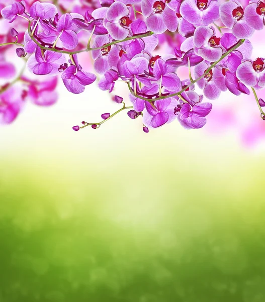 Ramo de flores de orquídea florescendo — Fotografia de Stock