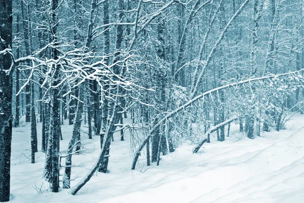 Winter forest. winterlandschap. — Stockfoto