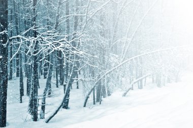 Ormanda kar yağışı. Kış manzarası