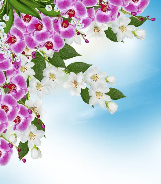 Zweig von Jasminblüten auf blauem Himmel mit Wolke — Stockfoto