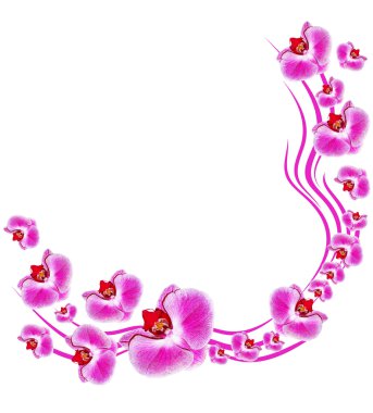 Beyaz arkaplanda izole edilmiş orkide çiçeği