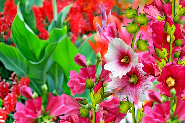 Nyári táj. Virágzó ágak mályva — Stock Fotó