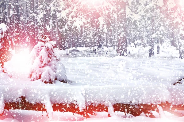 Χιονοπτώσεις στο δάσος. χειμερινό τοπίο — Φωτογραφία Αρχείου