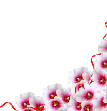 Mallow çiçekleri beyaz arkaplanda izole edilmiş