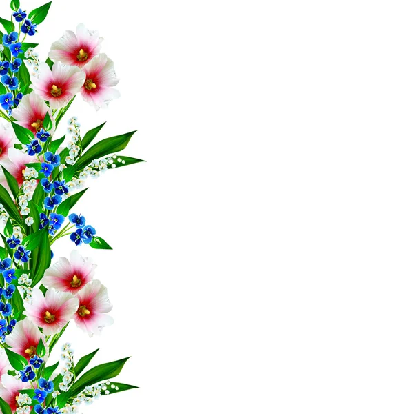 Malva fiori isolati su sfondo bianco — Foto Stock