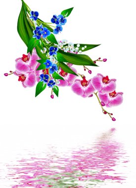 Beyaz arkaplanda izole edilmiş orkide çiçeği