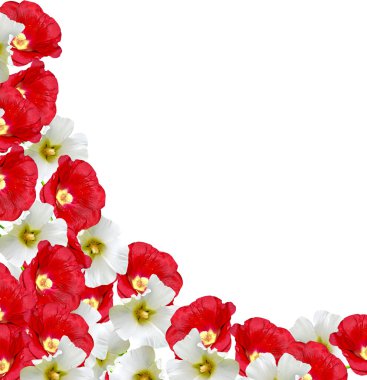 Mallow çiçekleri beyaz arkaplanda izole edilmiş