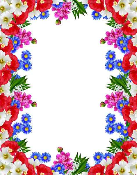 Gänseblümchen Sommer weiße Blume isoliert auf weißem Hintergrund — Stockfoto