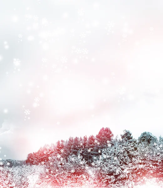 Chute de neige dans la forêt. paysage hivernal — Photo