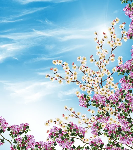 Blütenzweig der Aprikose — Stockfoto
