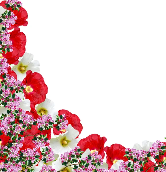 Malvenblüten isoliert auf weißem Hintergrund — Stockfoto