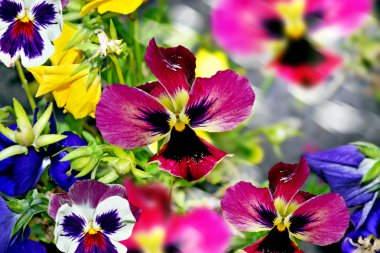 Homo çiçekler. Yaz manzara