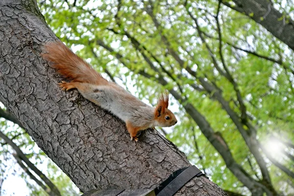 Eichhörnchen sitzt auf einem Baum im Park — Stockfoto