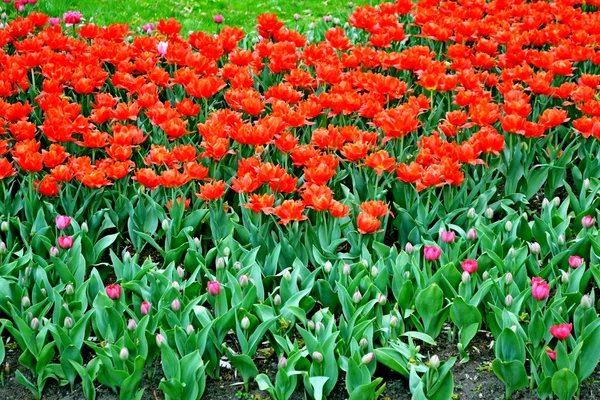 Flores tulipas no parque — Fotografia de Stock