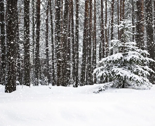 Chute de neige dans la forêt — Photo