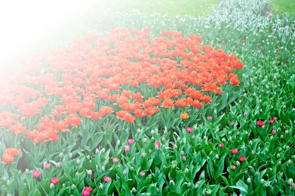 Flowers tulips in the park — Stock Photo, Image