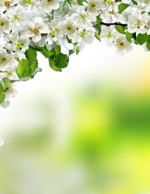 Mavi Gökyüzü bulutlu kiraz çiçekleri Şubesi