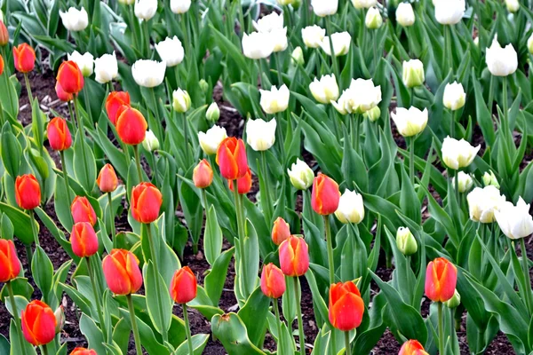 Flowers tulips in the park. bud — Stock Photo, Image
