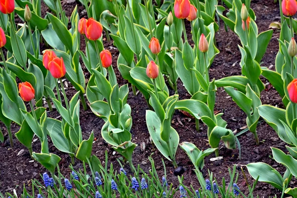 Virágok-tulipán a parkban. bud — Stock Fotó