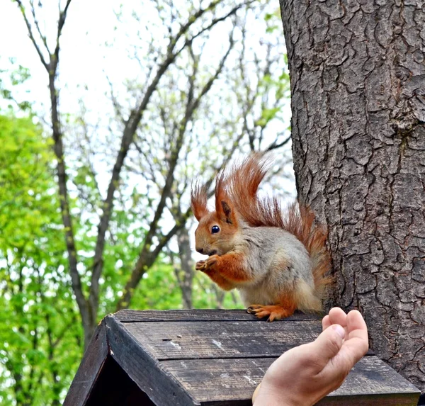 Der Mann im Park Eichhörnchen füttert aus der Hand — Stockfoto