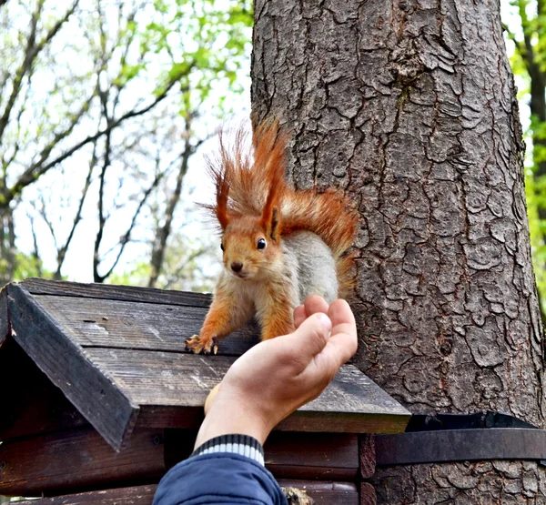 Der Mann im Park Eichhörnchen füttert aus der Hand — Stockfoto