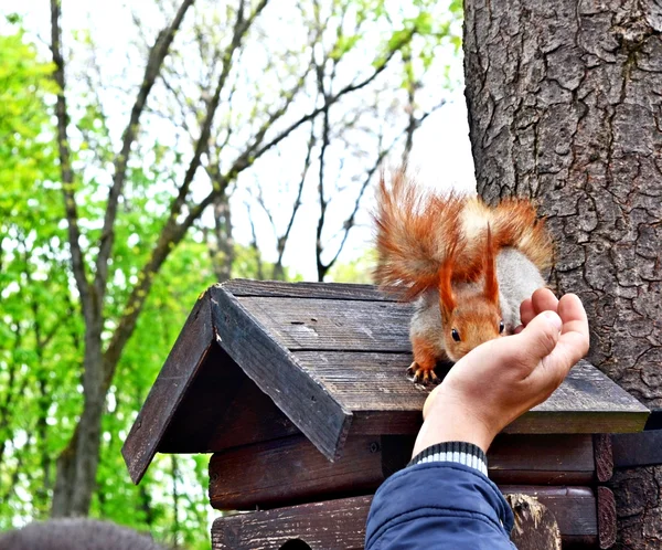 Der Mann im Park Eichhörnchen füttert aus der Hand — Stockfoto