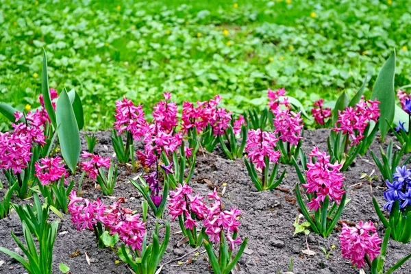 Hyazinthen blühen. Frühlingspark. — Stockfoto