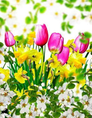 çiçek açan elma ağacı. Bahar bahçe