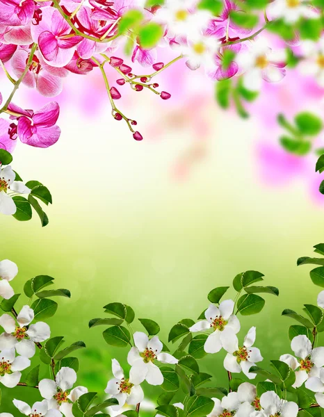Blühender Apfelbaum. Frühlingsgarten — Stockfoto