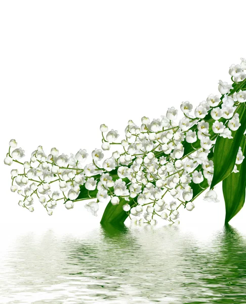 Oddział Lilie kwiatów doliny, na białym tle na biały bac — Zdjęcie stockowe