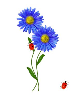 Beyaz arka planda izole edilmiş papatyalar.